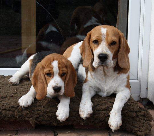 Beagle mit Welpe Delia